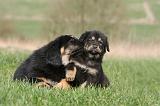 DOGUE DU TIBET 356
